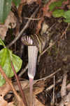 Jack-in-the-pulpit